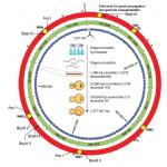 Genoma di Mycoplasma laboratorium,vita artificiale