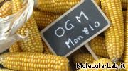 Mon810: Mais OGM
