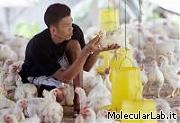 Allevatore polli indonesiano