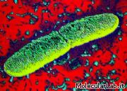 Batterio Yersinia pestis