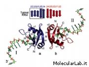 Struttura molecolare della TDP-43