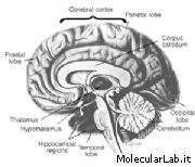 Anatomia cervello