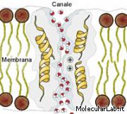 Canale nella membrana cellulare