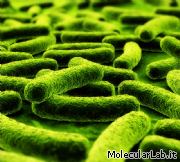 Mycobacterium, batteri della tubercolosi