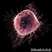 Cellula cancerogena