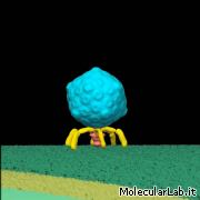 Batteriofago T7 in fase di infezione