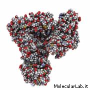Struttura molecolare dell'albumina