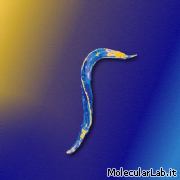 Il nematode C. elegans