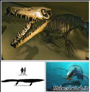 Fossile di mosasauro, lucertola marina preistorica