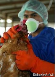 Un volatile infetto da influenza aviaria