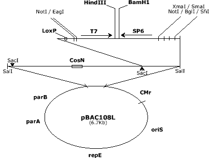 Mappa di un plasmide BAC