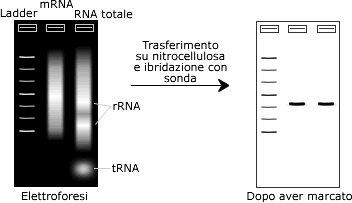 Elettroforesi RNA