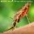 Un larvicida naturale contro la malaria