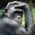 Sequenziato il genoma dei bonobo