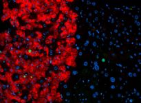 Fibroblasti trasformati in iPS e poi cellule fegat