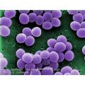 Staphylococcus aureus - MRSA