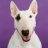 bull terrier