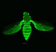 Drosophila - GFP
