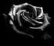 black rose