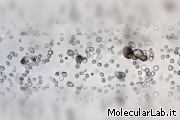 Nanoparticelle MSRs silicee e cellule dendritiche