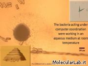 Batteri magnetotattici costruiscono micro piramide