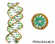 Modello di moleca di DNA a tripla elica
