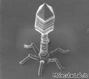 Virus batteriofago T4