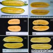 Banane OGM arricchite con beta carotene