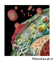 Civlo vitale virus influenza