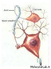 Cellule nervose