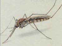 Zanzara - vettore di Encefalite