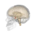 In rosso l'ipofisi o ghiandola pituitaria