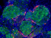 Staminali convertite in cellule beta del pancreas