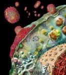 Civlo vitale virus influenza
