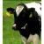 Selezionate mucche che producono latte scremato