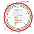 Genoma di Mycoplasma laboratorium,vita artificiale