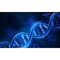 Rappresentazione filamento doppia elica DNA